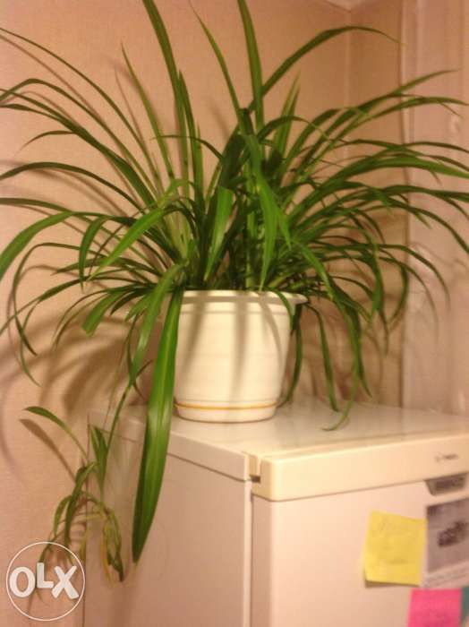 Хлорофитум зелёный