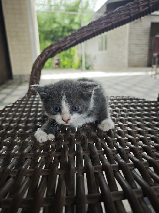 Котята бесплатно