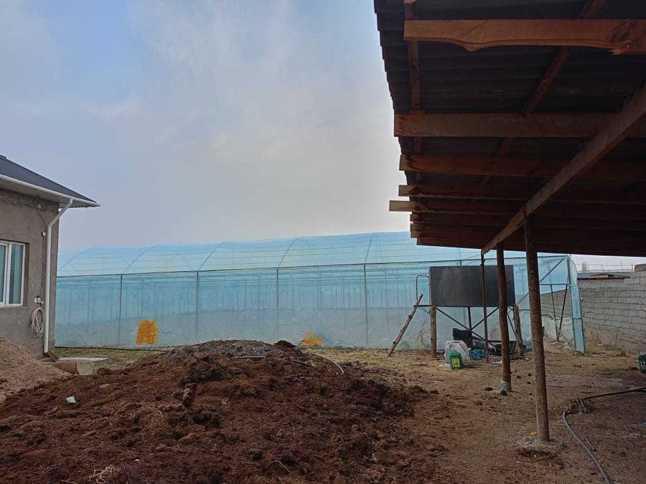 Дайын уй сатылады