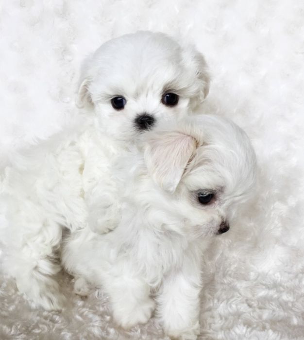 Мальтийская болонка(Мальтезе)