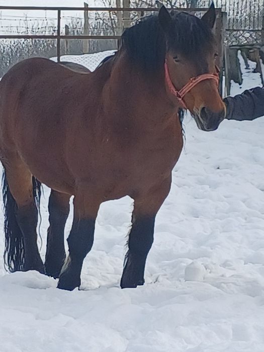 Armăsar de vânzare