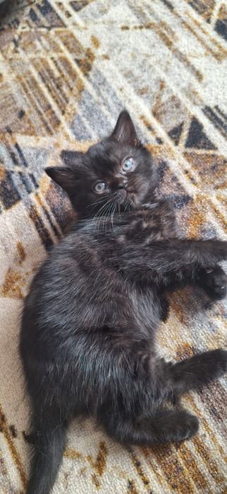 Продам котят британцев