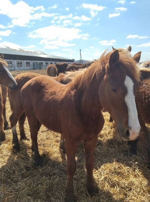 Продам 40 голов жеребчиков 2025 г.