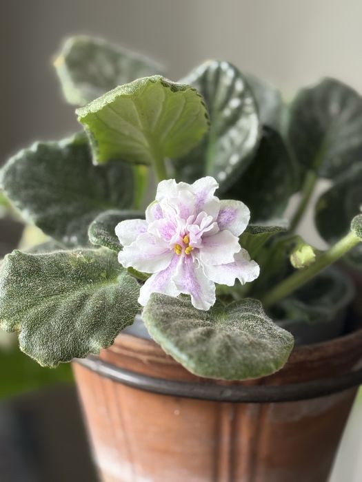 Продам комнатные растения