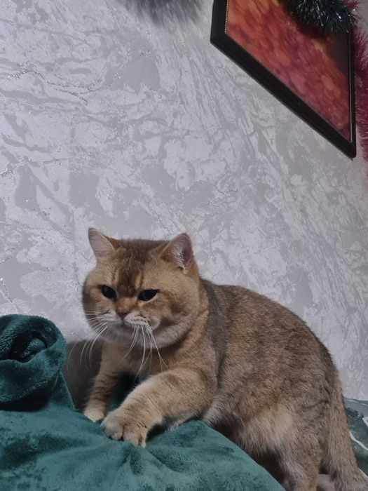 Британский короткошерстный мальчик