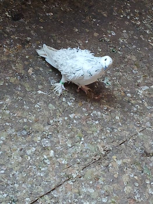 Vând sau schimb porumbei