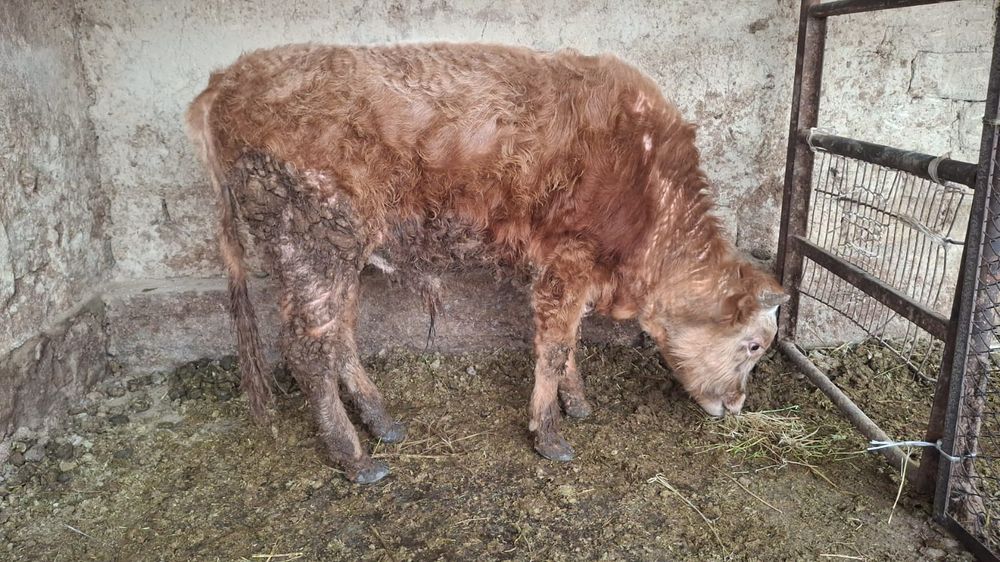 Бука (Бычок) откормда 1 жас 2 ай семиз.