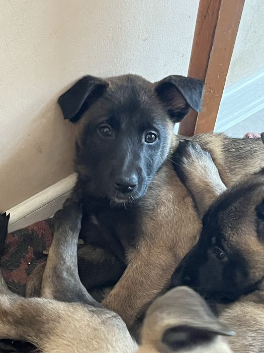 Белгийска овчарка-малиноа