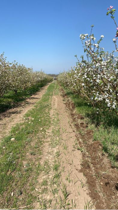 Сдам в арену яблоневый  сад