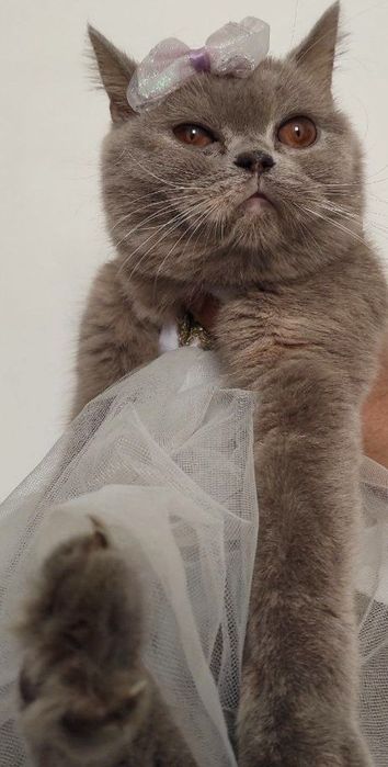 Лиловая Британка сотилади