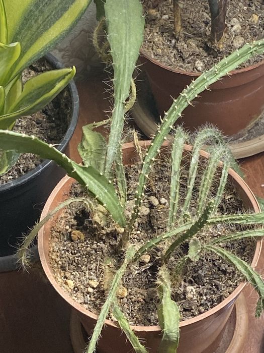 Цветы комнатные отдам бесплатно