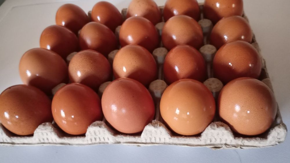 Vând ouă bio( de casă) 2 lei buc