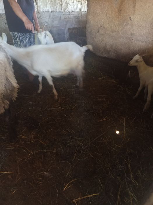 Vând capre și iede metis de nubian și saanen ,tinere.