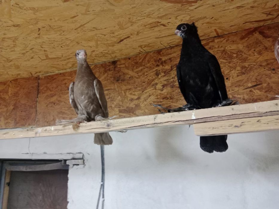 Продам   голубей