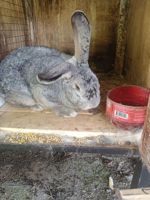 Продам самцов 8 месяцев