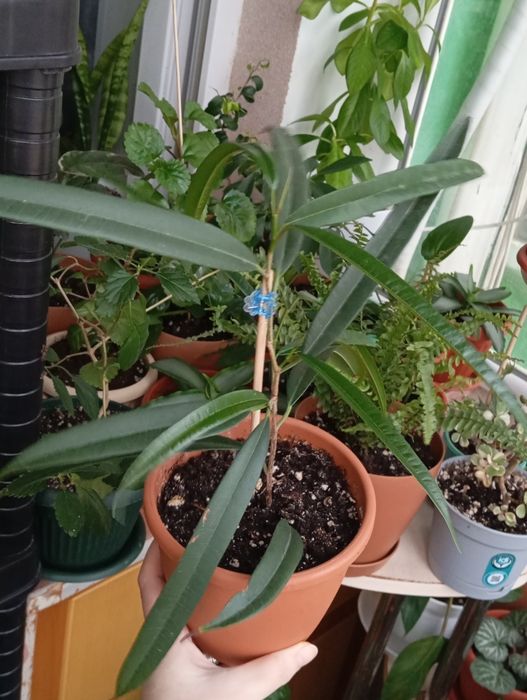 Продам цветы комнатные