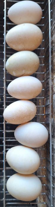 Oua de incubat Rate Indiene