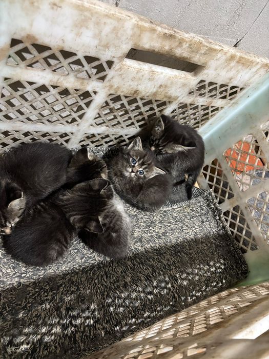 Бесплатно кошка.