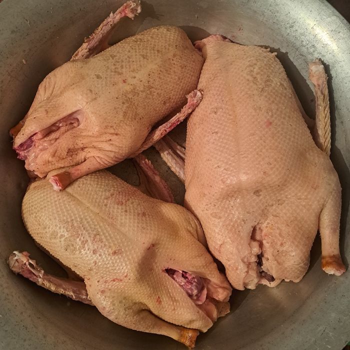 Продам домашних гусей и уток