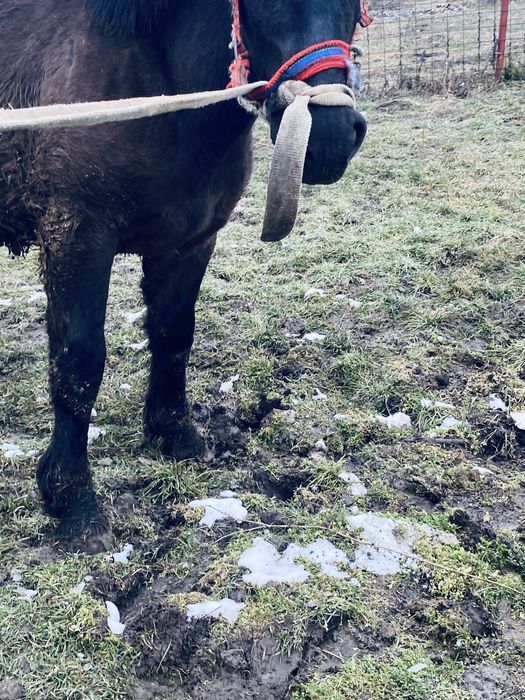 Manz 6/7 luni  din parinti ardenenez