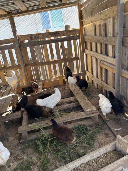 Продам молодых домашних курочек несушек