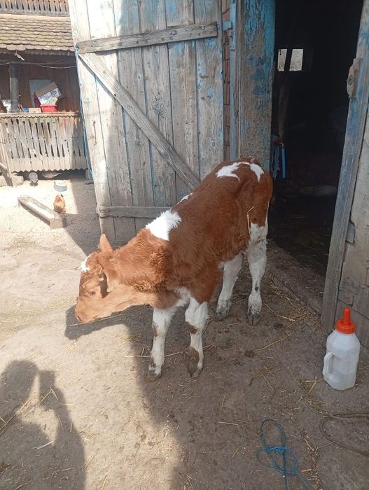 Disponibili tauras si vitea