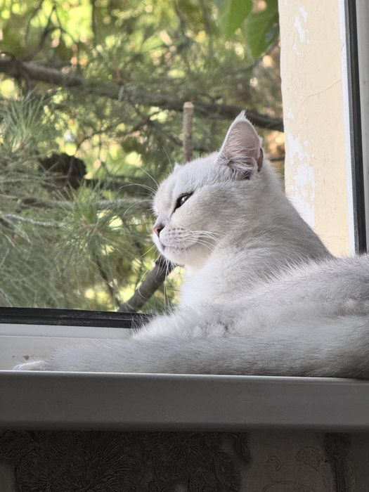 Продаётся серебристый шиншилла