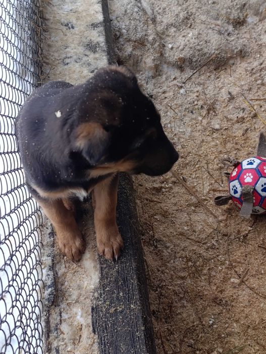 Отдам щенков. Будут средними