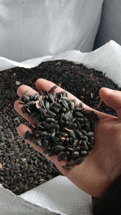 Продам подсолнух, семечки подсолнечник