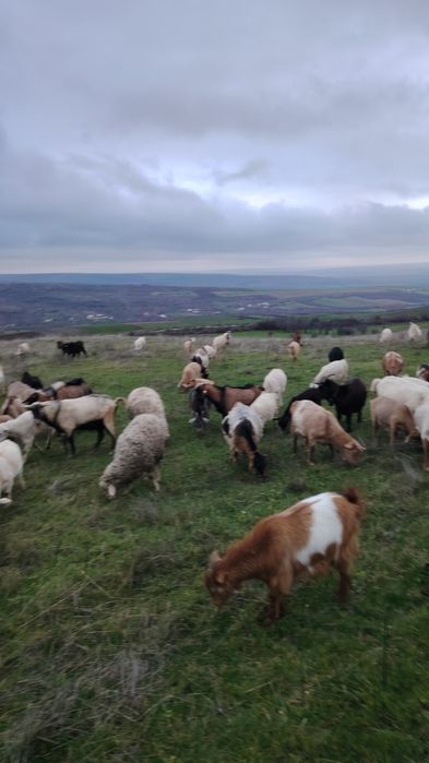 Vând 130 de capre și 4 țapi foarte bune le dau din cauza timpului