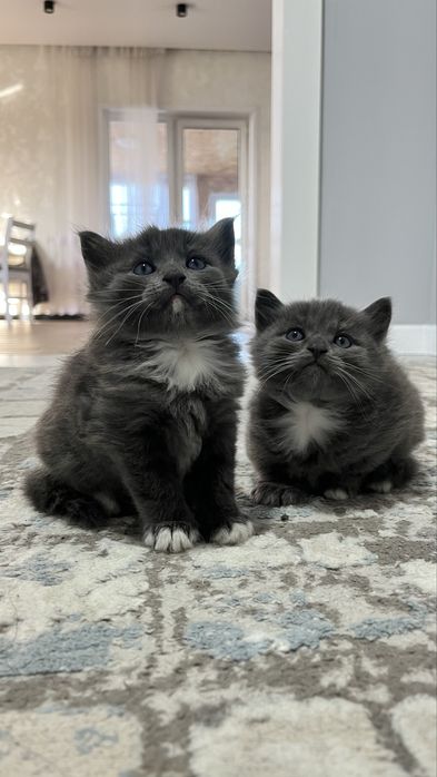 Помесь британца. Котята.