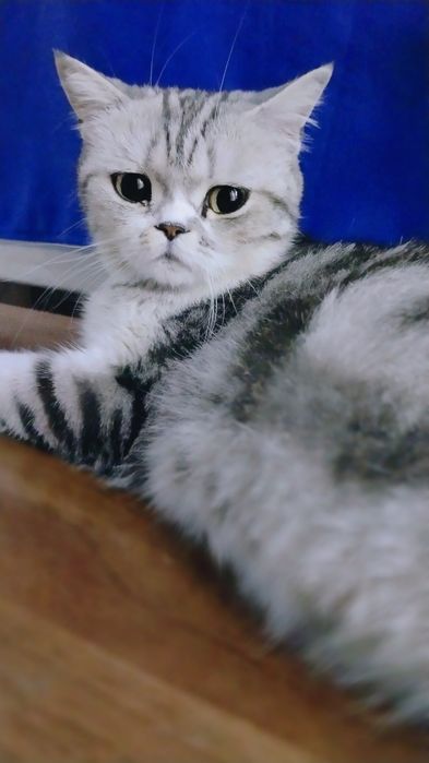 Yubka ostida ayol tulkilar porno rasmlar