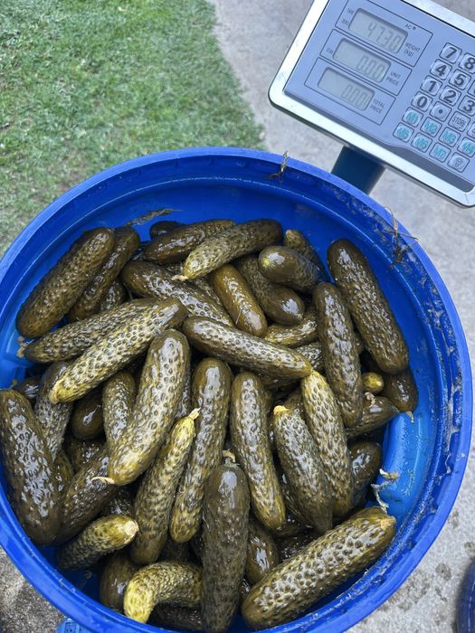 Castraveti murati la saramura