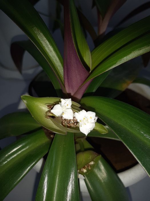 Красивые комнатные цветы. Обмен