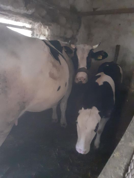 De vanzare vaca plus vitica