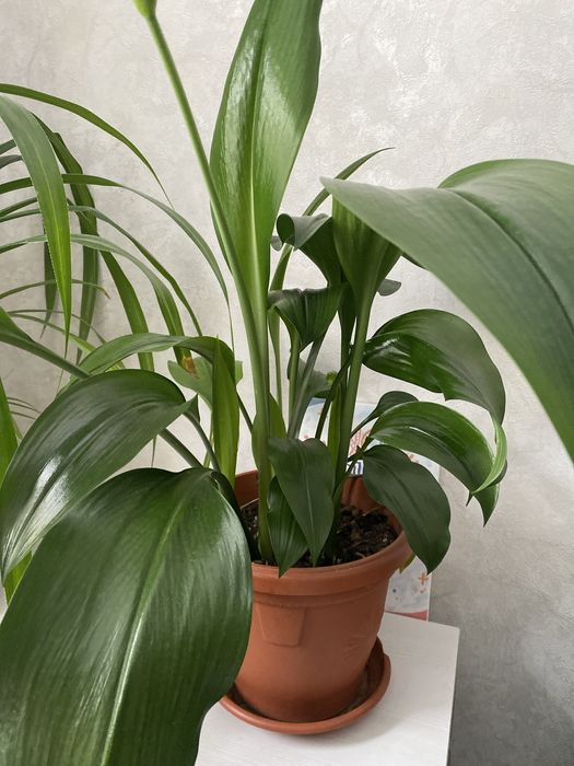 Продам алое 5 лет в горшке