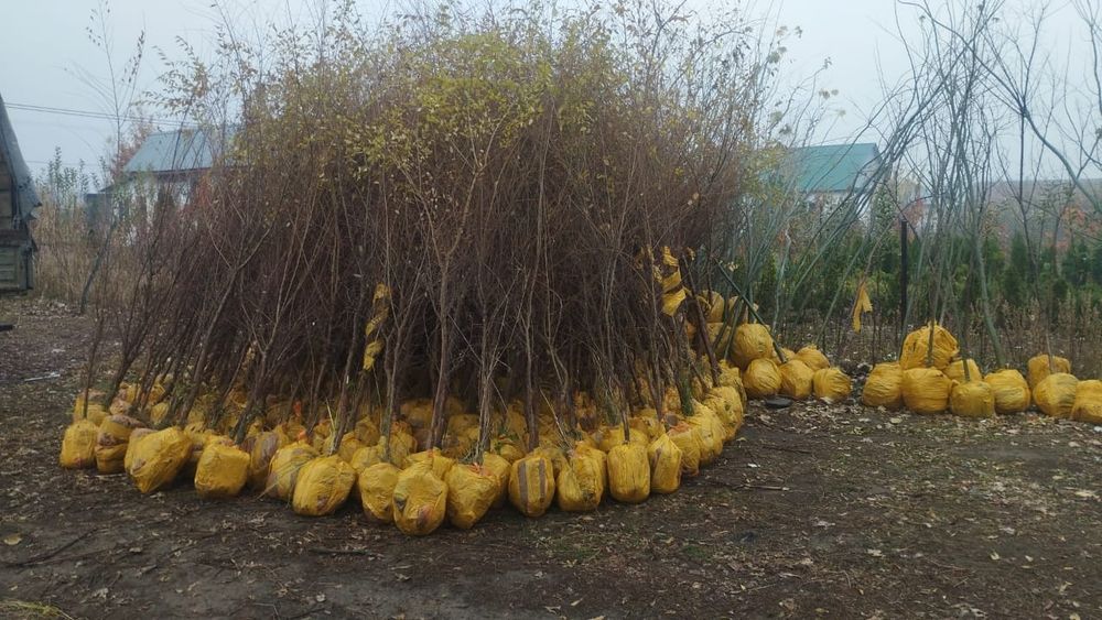 Все виды лиственных деревьев