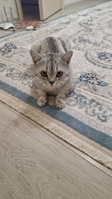 Отдам кота в очень хорошие руки