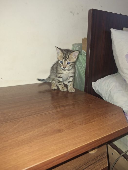 Котята  Бенгальские