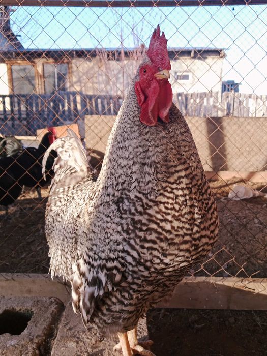 Амроксов семейка 2+1