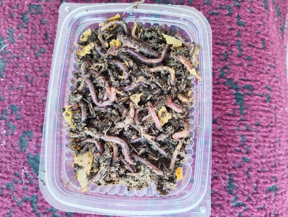 Черви навозные,для хобби и рыбалки