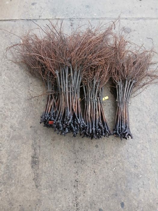 Vand butasi vita de vie altoita