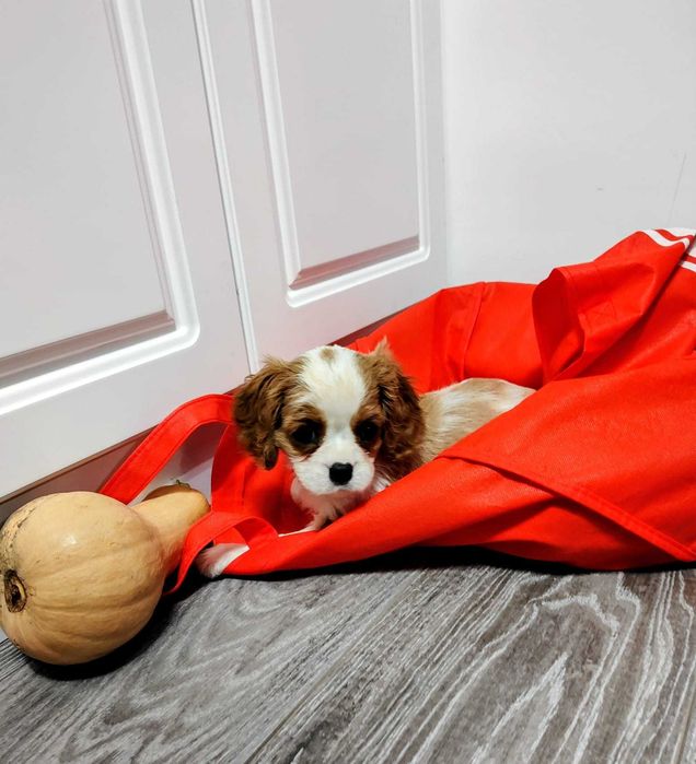 Vindem Fetita de Cavalier KCS din parinti campioni testati genetic