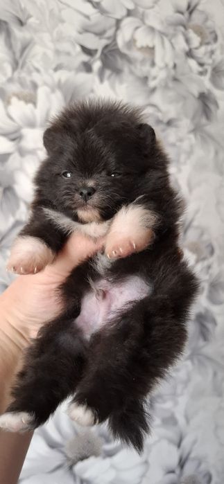 3 мальчика щеночка  мини шпица