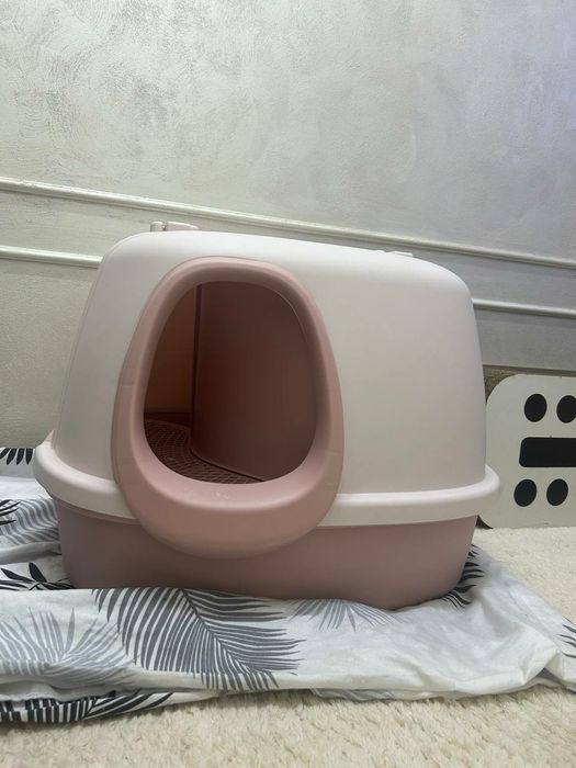 Котята Скоттиш-страйт (шотландская прямоухая)