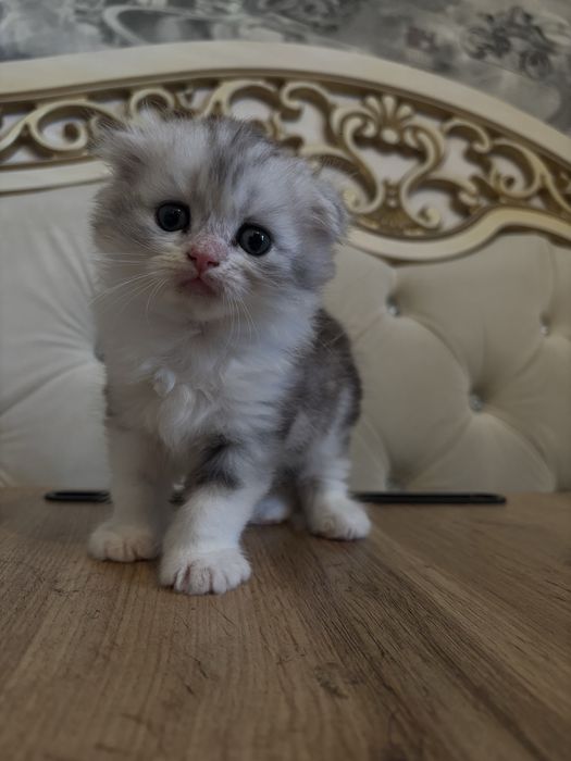 Вислоухий котенок