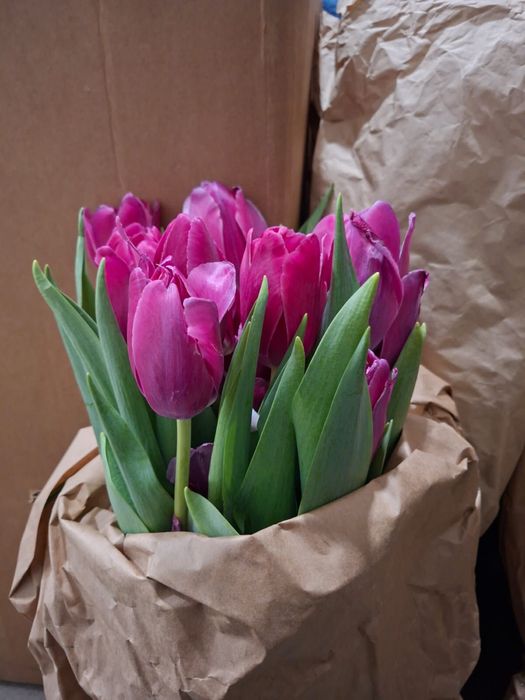 Тюлпаны курпные бутоны