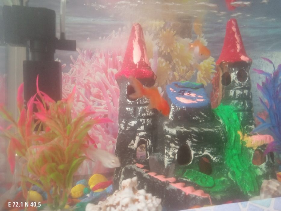 Akvaryum sotiladi baliqlari bn srochna