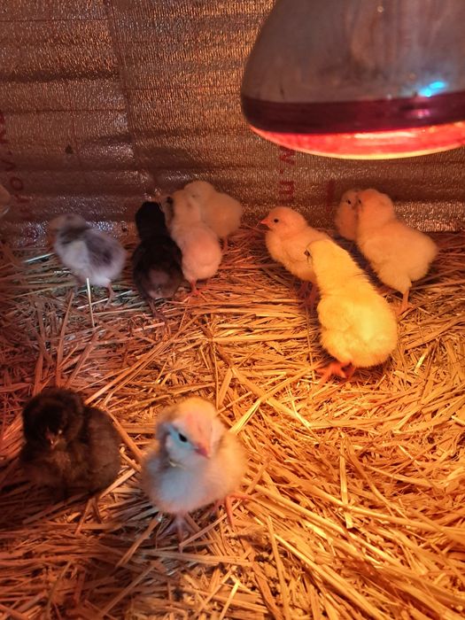 Продам цыплят 12