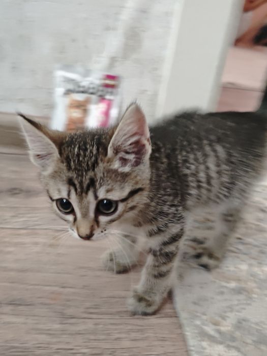 Котенок  домашний